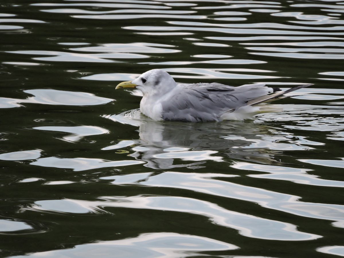 Mouette tridactyle - ML484024151