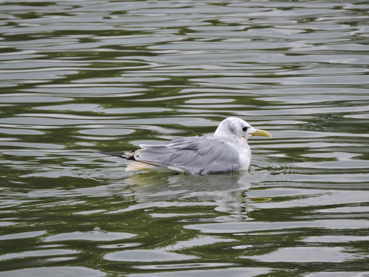 Mouette tridactyle - ML484024161