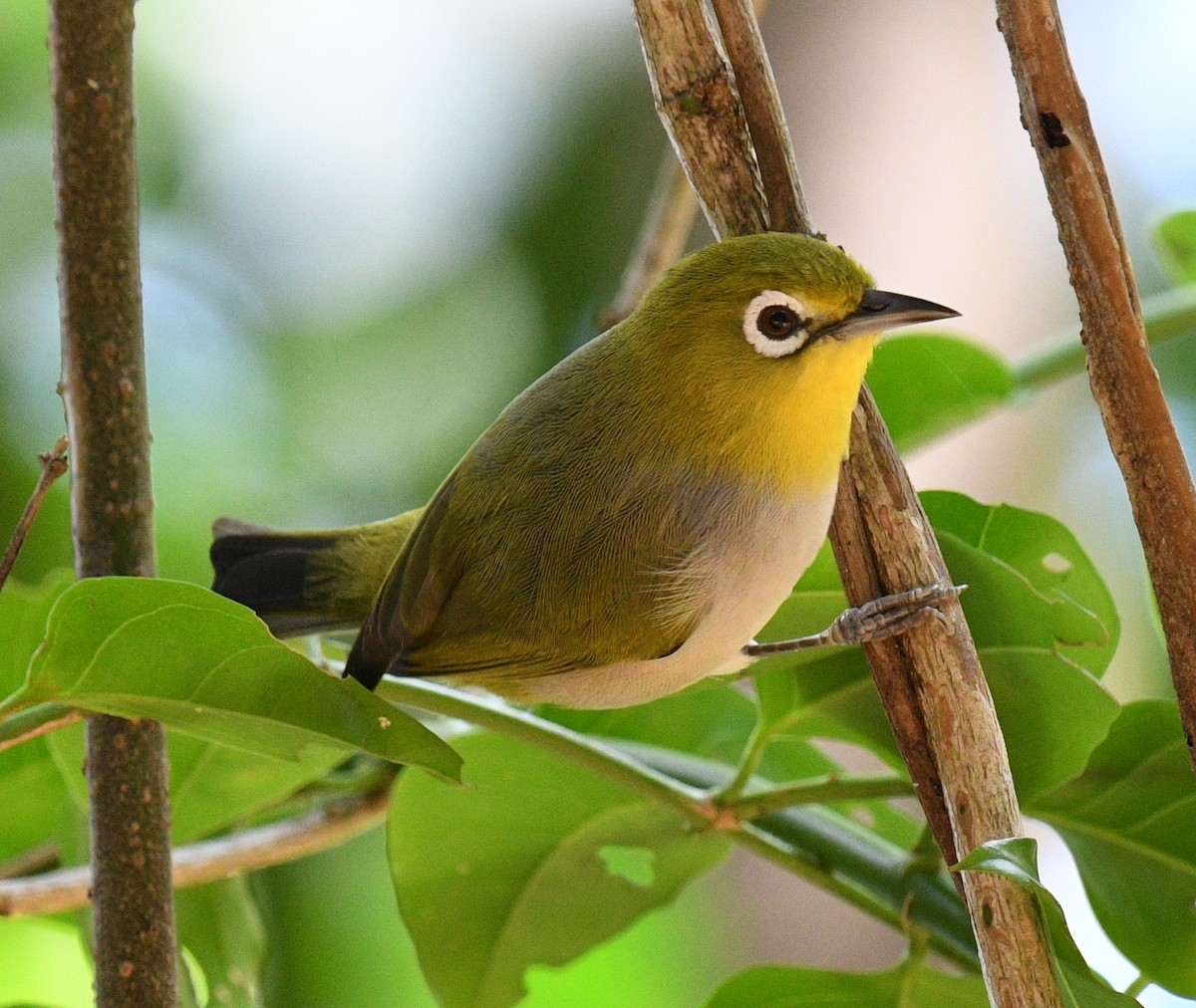 Ashy-bellied White-eye - ML484024251