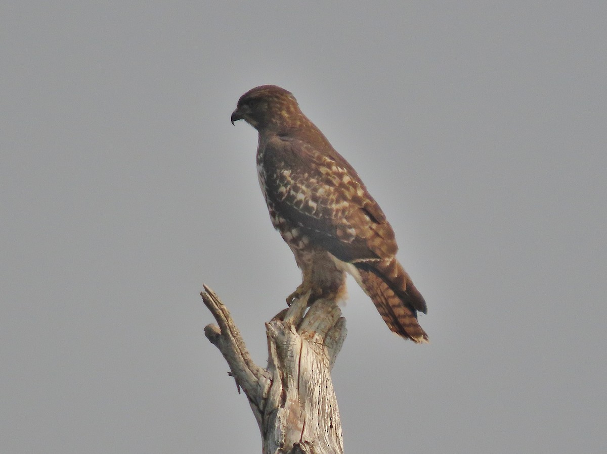 Red-tailed Hawk - ML484024551