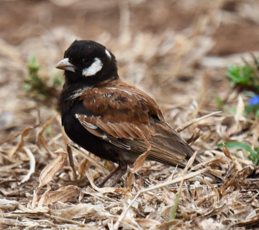 brunrygglerke - ML484024621