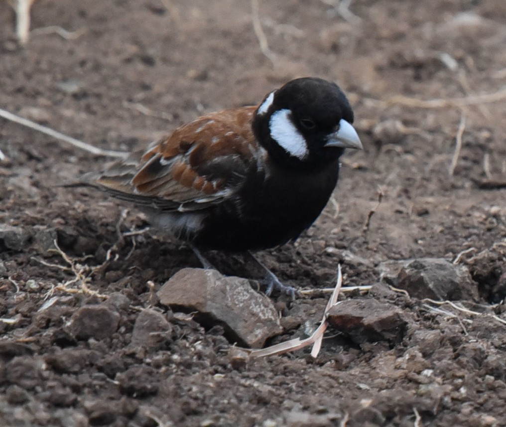 brunrygglerke - ML484024631