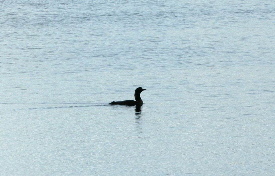 Common Loon - ML48402481