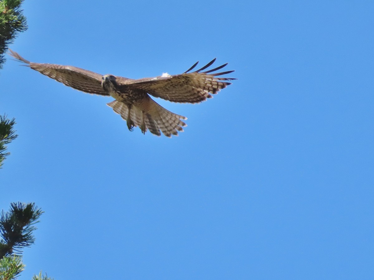 Red-tailed Hawk - ML484025221