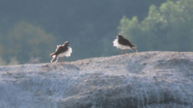 Flussregenpfeifer - ML484025601