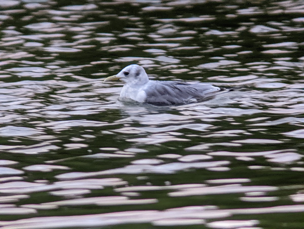 Mouette tridactyle - ML484025661