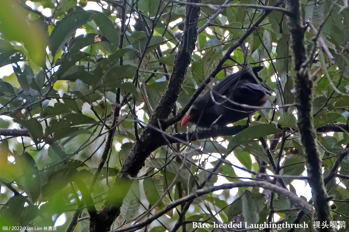 Bare-headed Laughingthrush - ML484026121