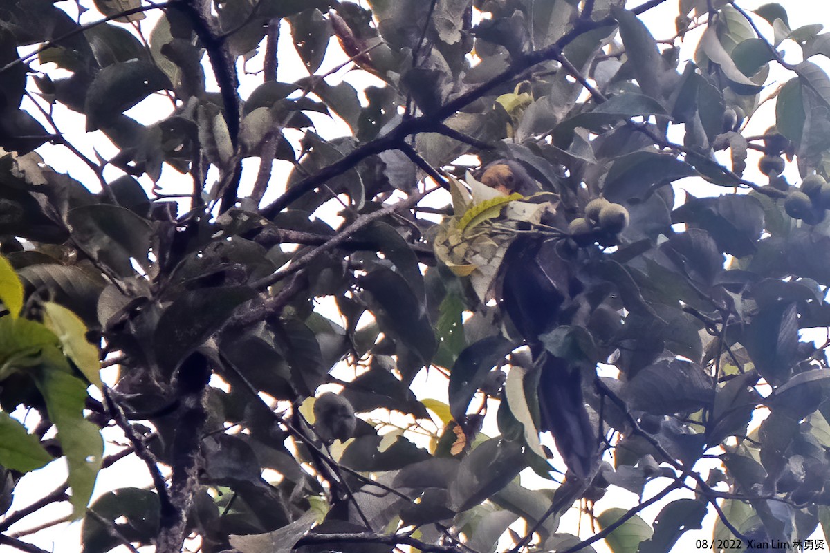 Bare-headed Laughingthrush - ML484026131