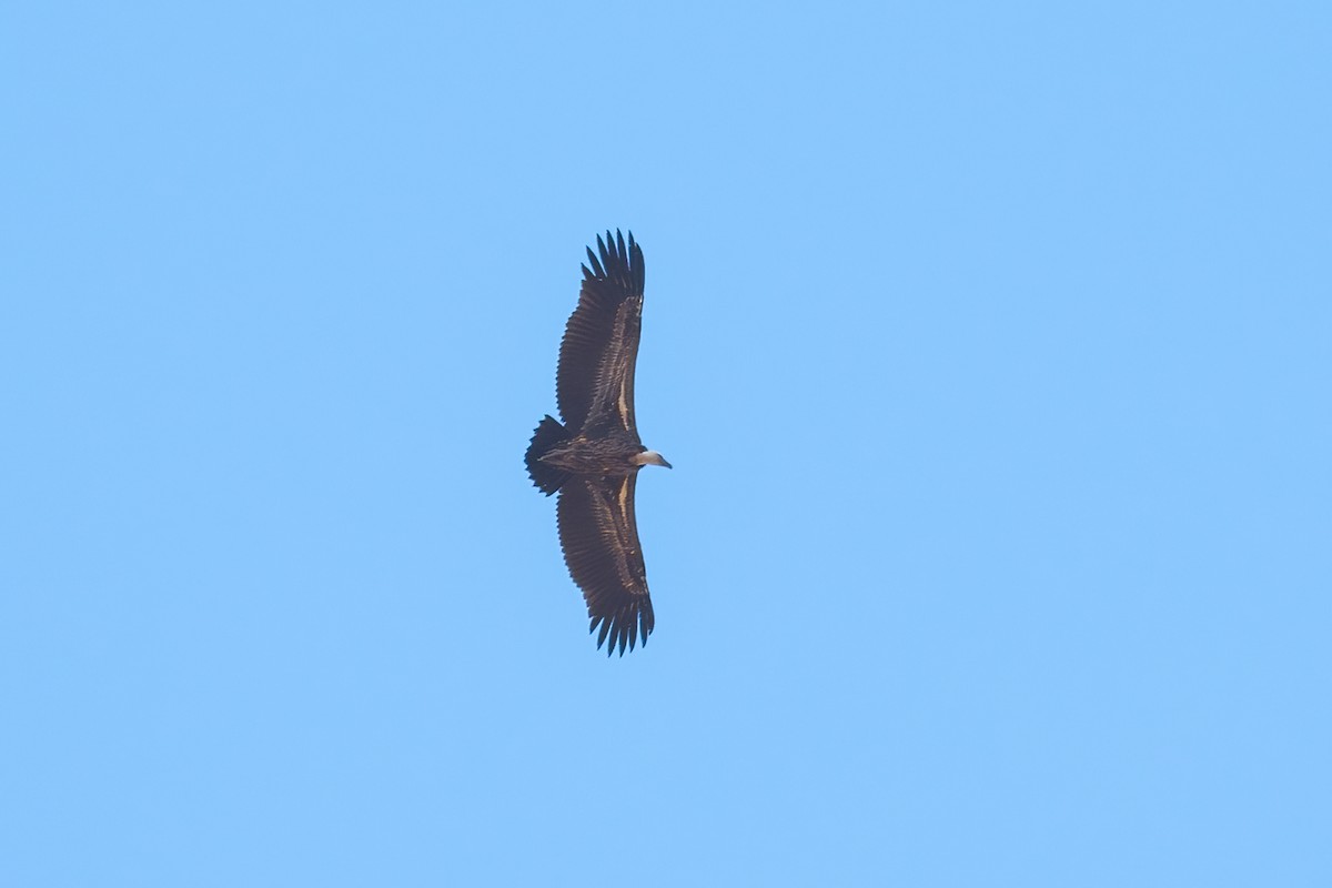 Rüppell's Griffon - ML484026821