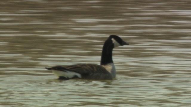 Cackling/Canada Goose - ML484027