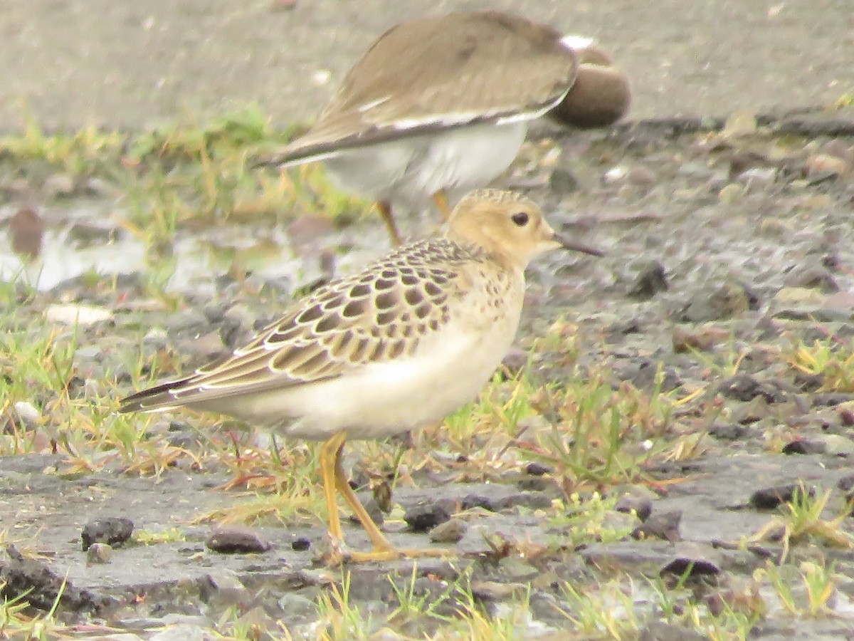 Buff-breasted Sandpiper - ML484027141