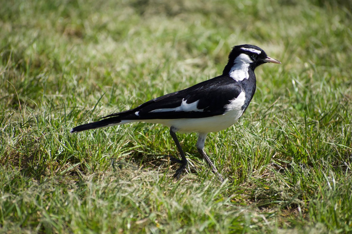 Magpie-lark - ML484027501