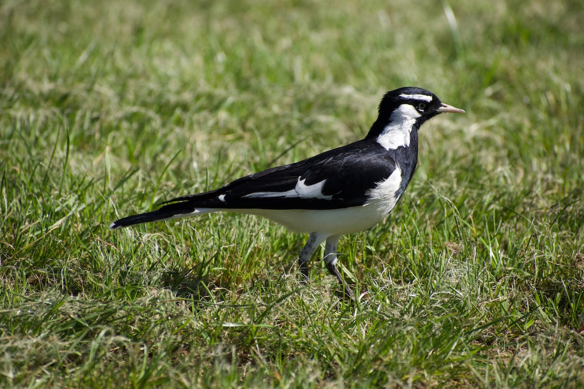 Magpie-lark - ML484027511