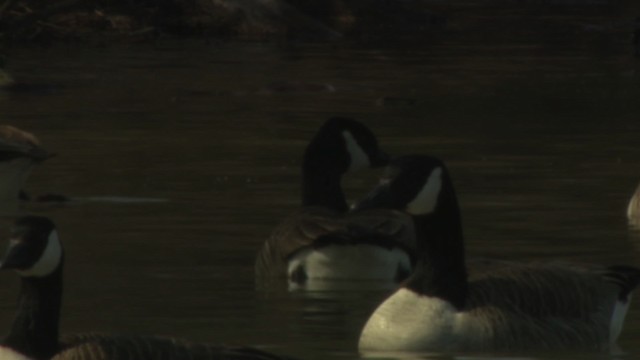 Cackling/Canada Goose - ML484028