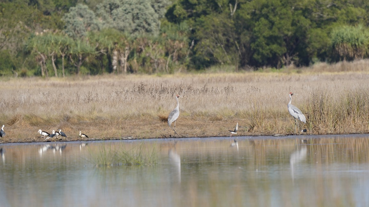 Brolga - ML484029581