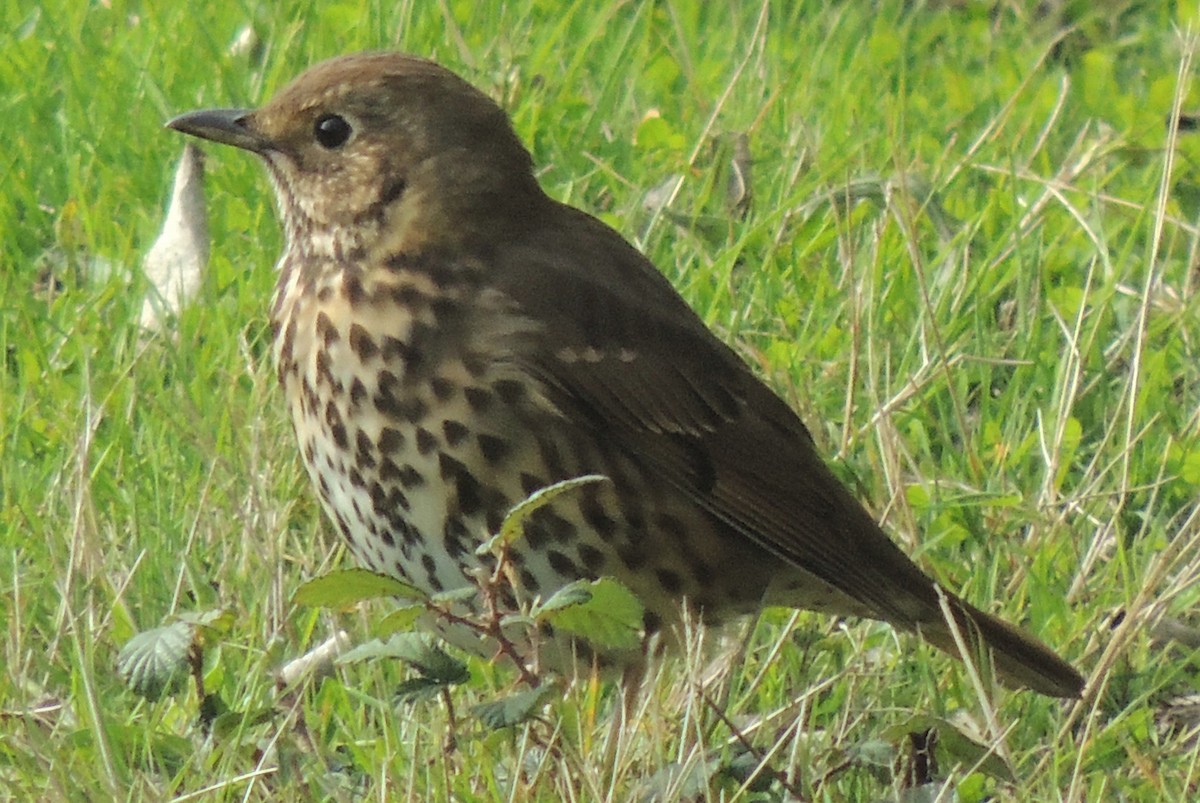 Song Thrush - Mark Easterbrook