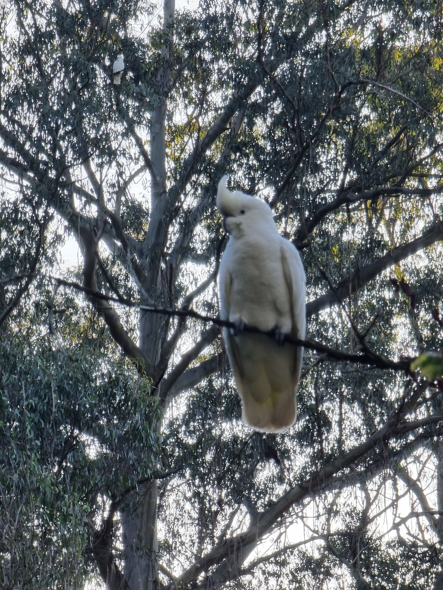 corella/white cockatoo sp. - Brent Henriksen