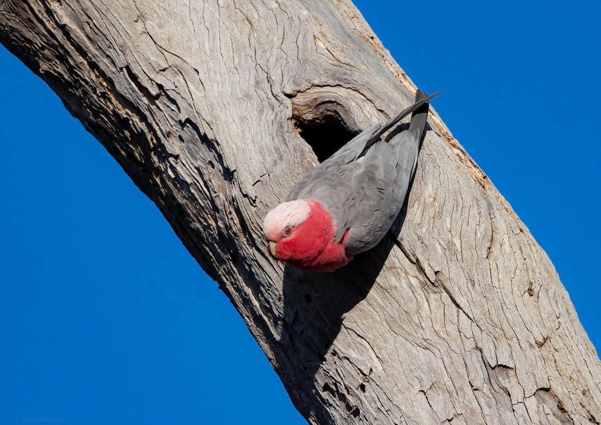 Galah - ML484032511