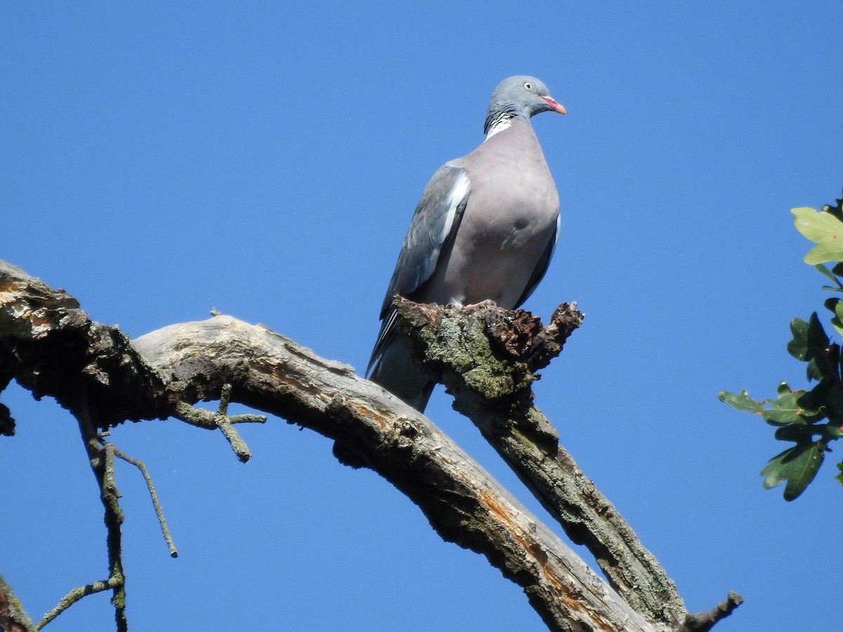 Common Wood-Pigeon - ML484032741