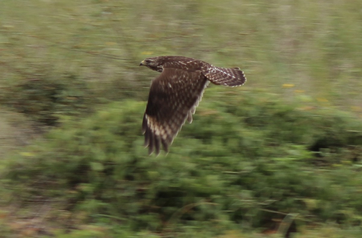 Red-shouldered Hawk - ML484032891