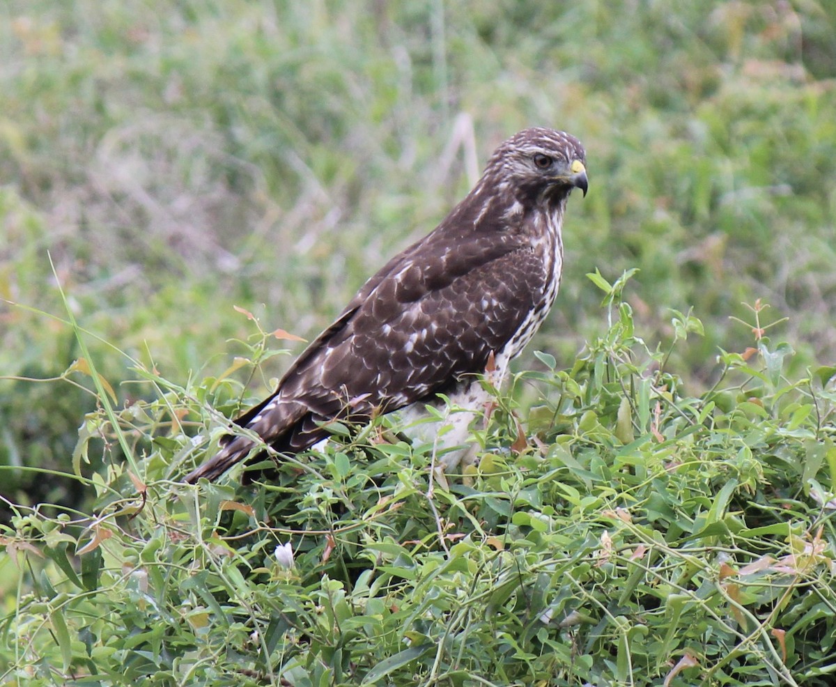 Red-shouldered Hawk - ML484032901