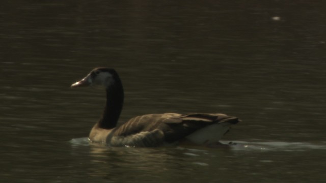 Domestic goose sp. x Canada Goose (hybrid) - ML484033