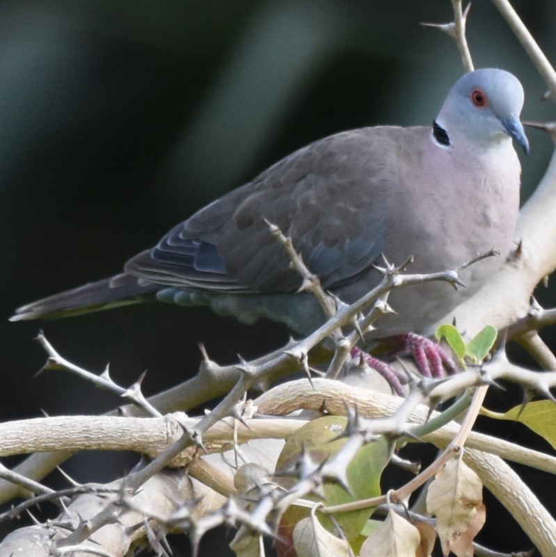 Mourning Collared-Dove - ML484033321