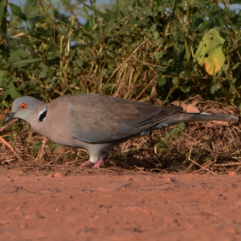 Mourning Collared-Dove - ML484033381