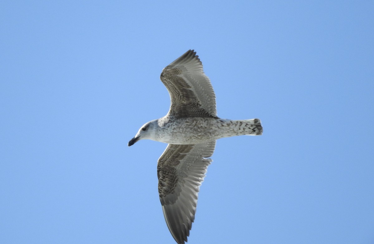 Great Black-backed Gull - Noam Markus