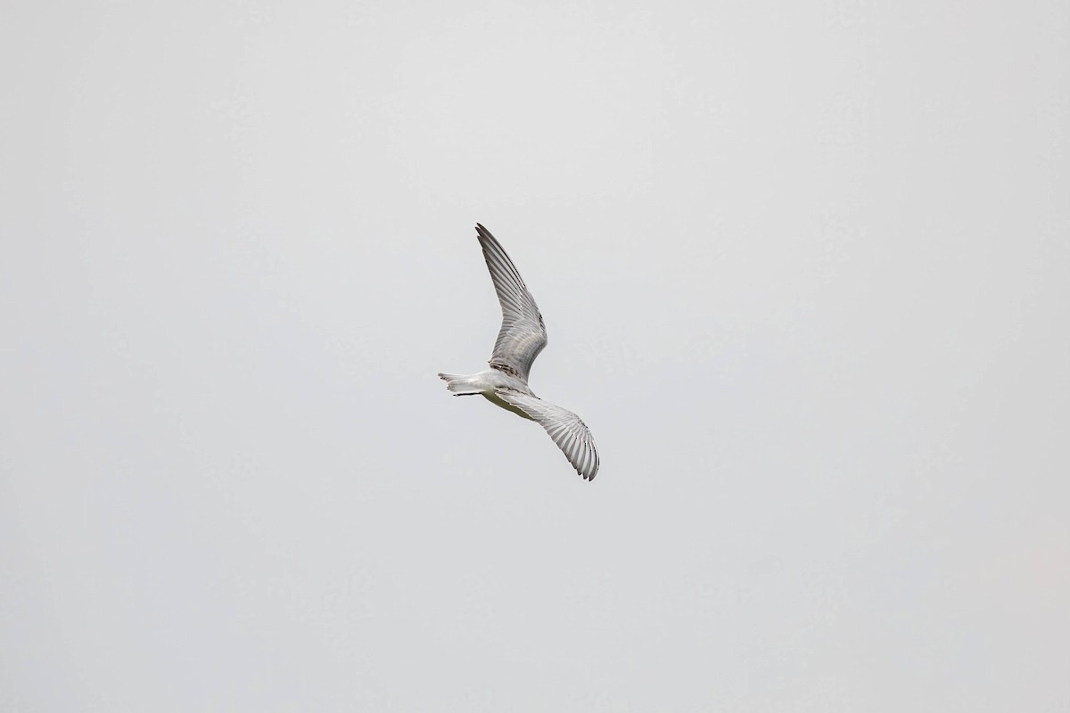 Weißbart-Seeschwalbe - ML484036001
