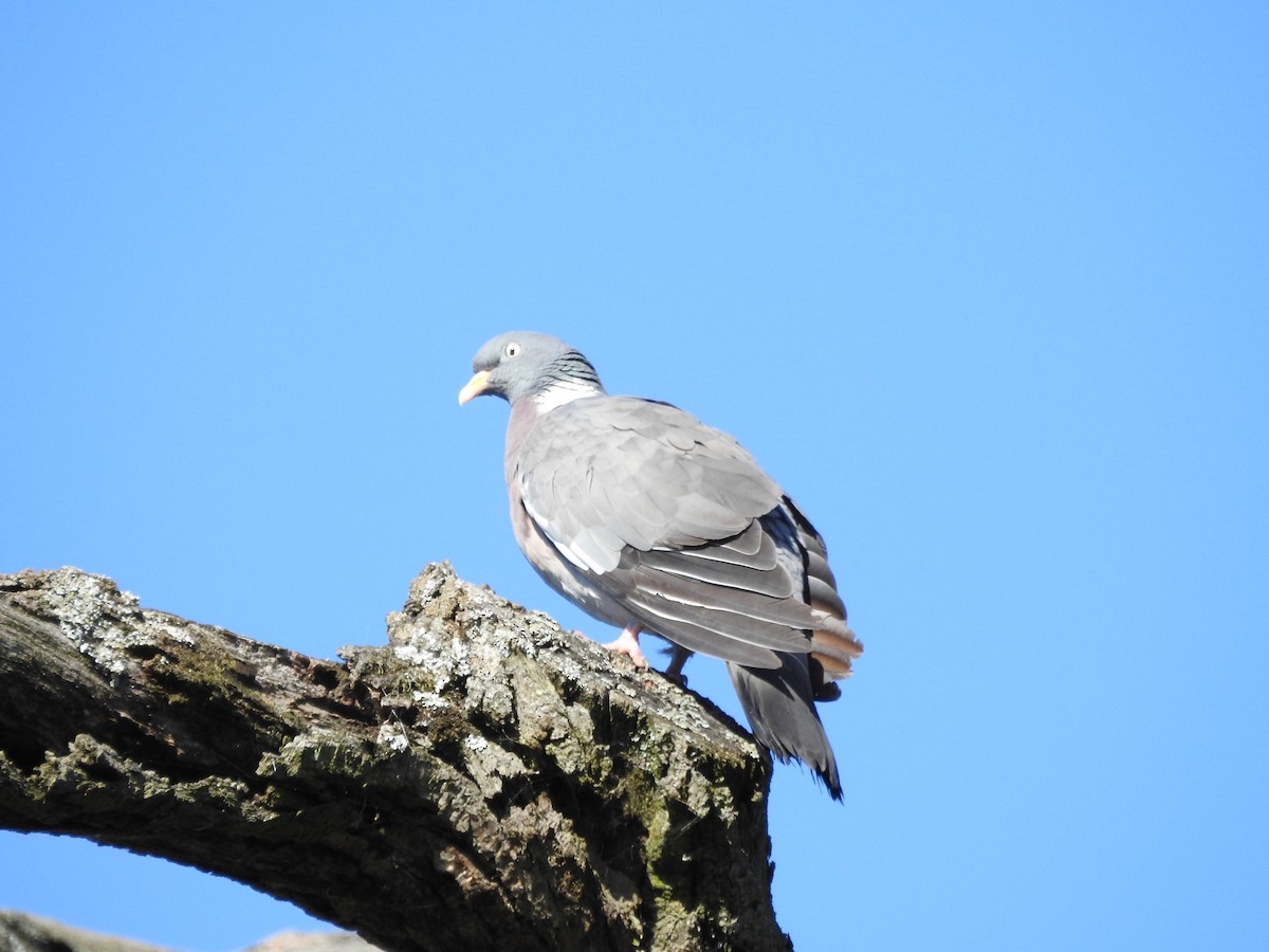 Common Wood-Pigeon - ML484037221