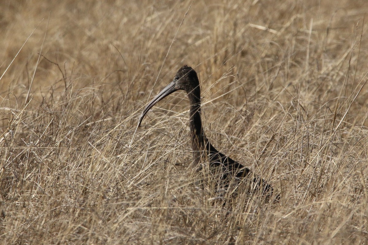 Glossy Ibis - ML484037591