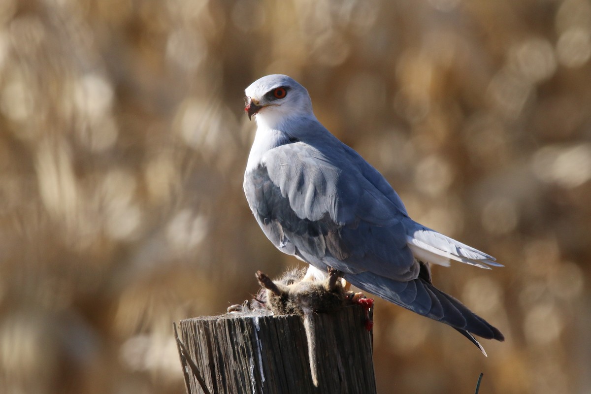 Black-winged Kite - ML484037631