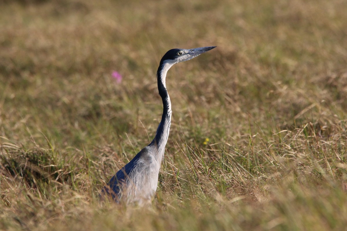 Black-headed Heron - ML484038471