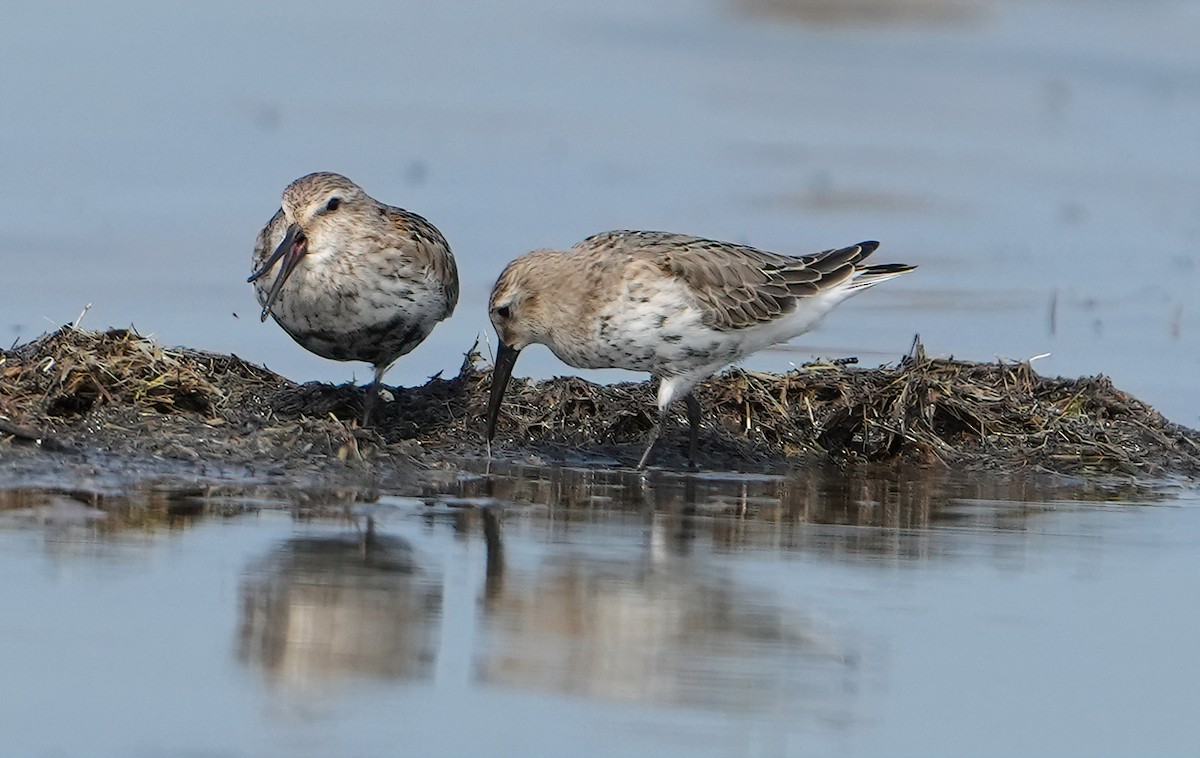 Dunlin - ML484039461