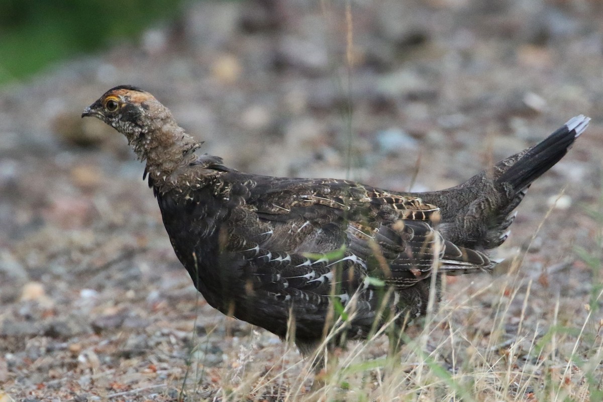 Sooty Grouse - Beverly Bowe