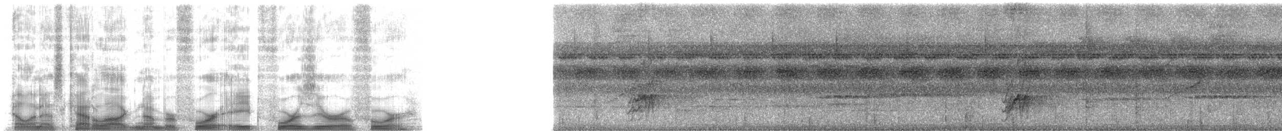 Conopophage du Pérou - ML48404