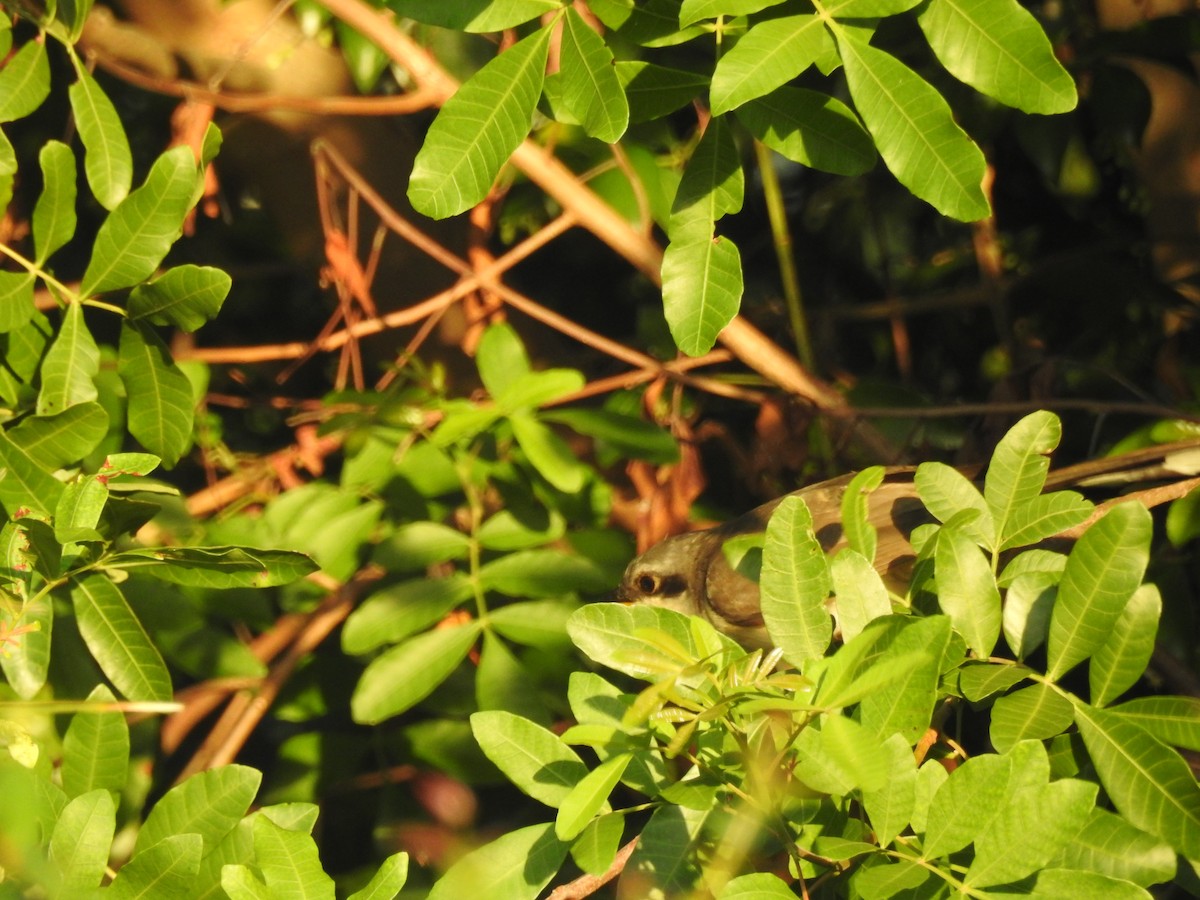 kukačka mangrovová - ML484040121