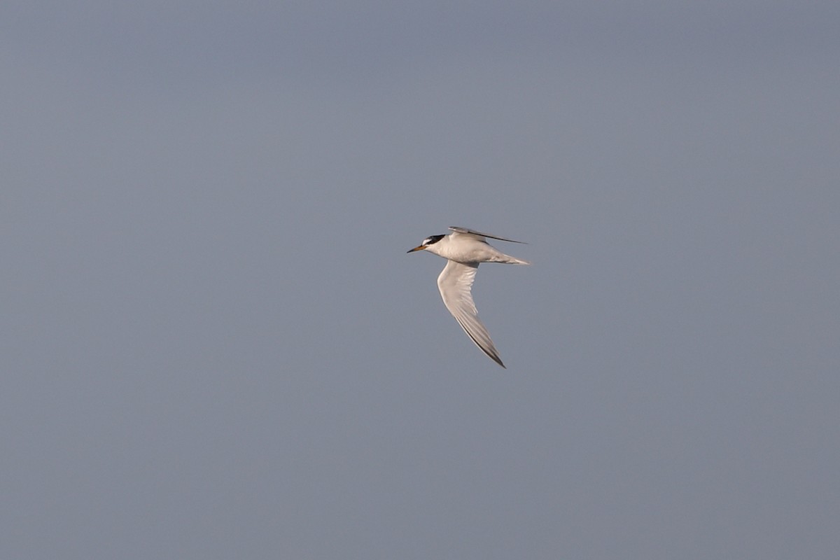 Little Tern - ML484040511