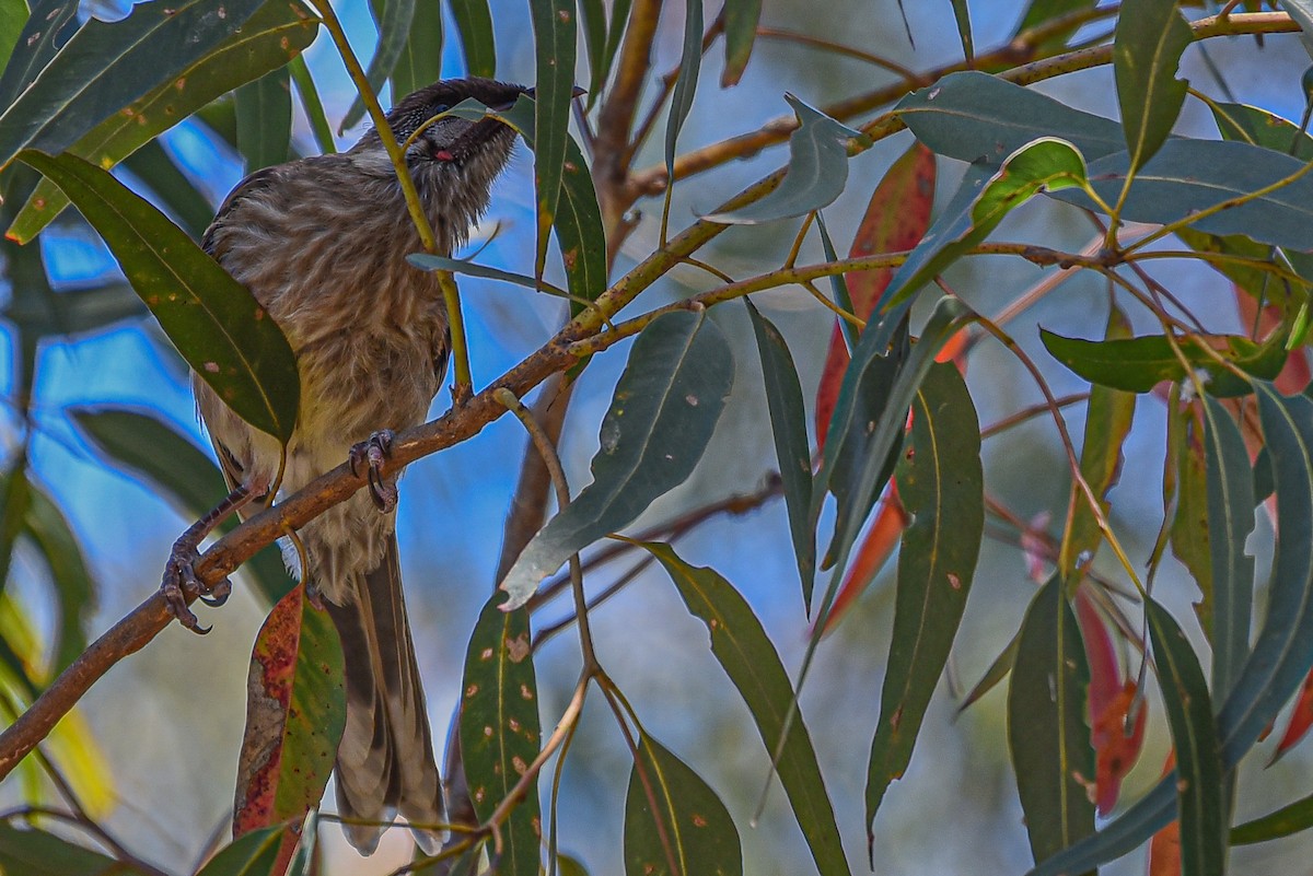 Red Wattlebird - ML484041051