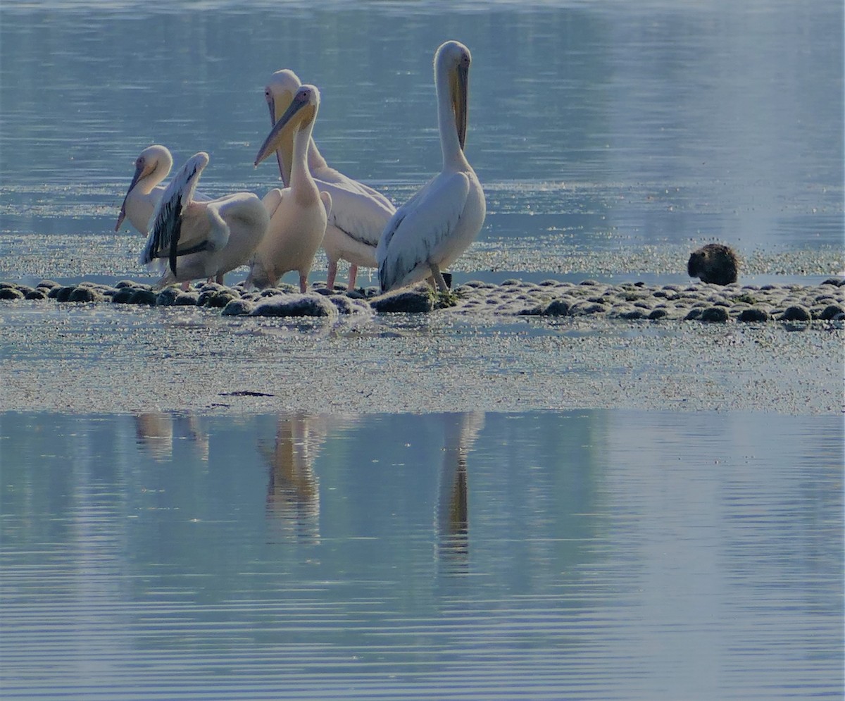 pelikán bílý - ML484041641