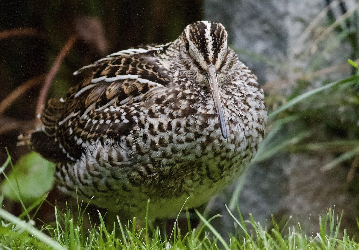 Great Snipe - ML484041951