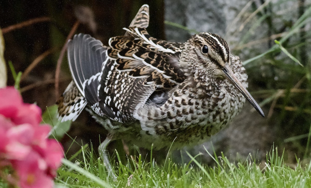 Great Snipe - ML484041961