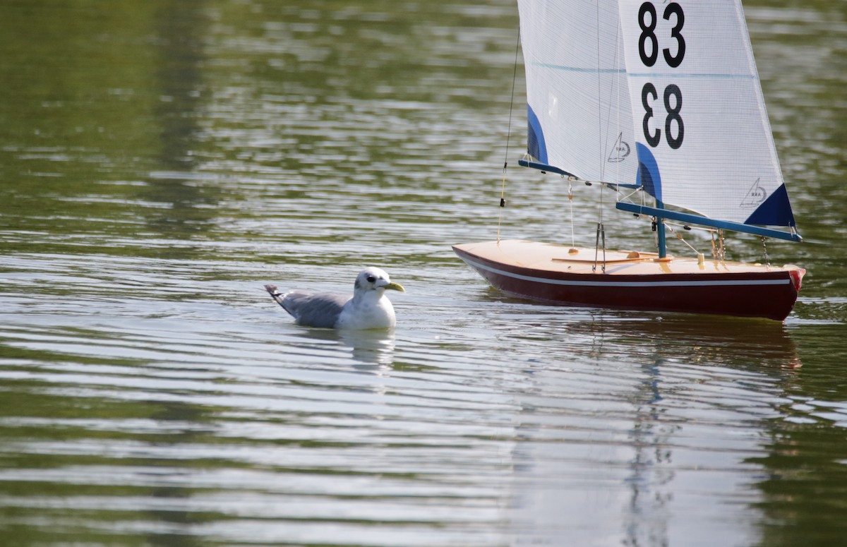 Mouette tridactyle - ML484043821
