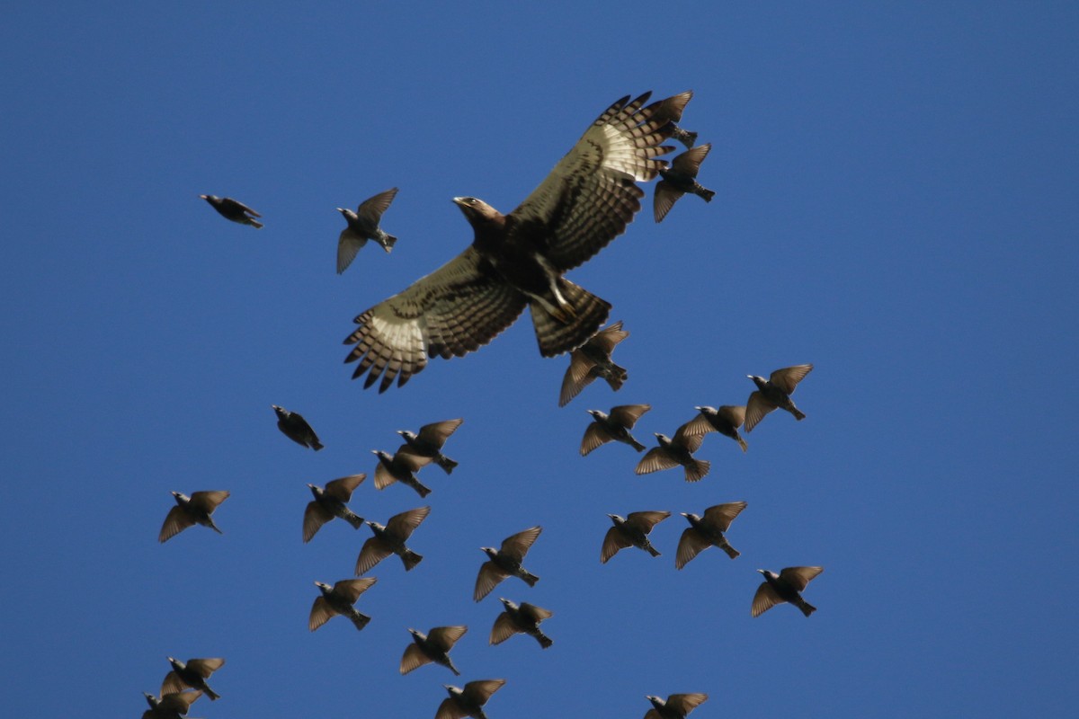 Long-crested Eagle - ML484045721