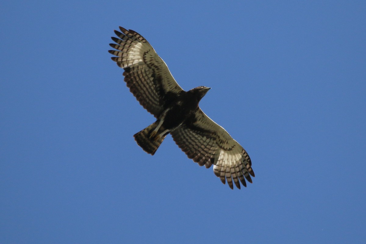 Long-crested Eagle - ML484045731