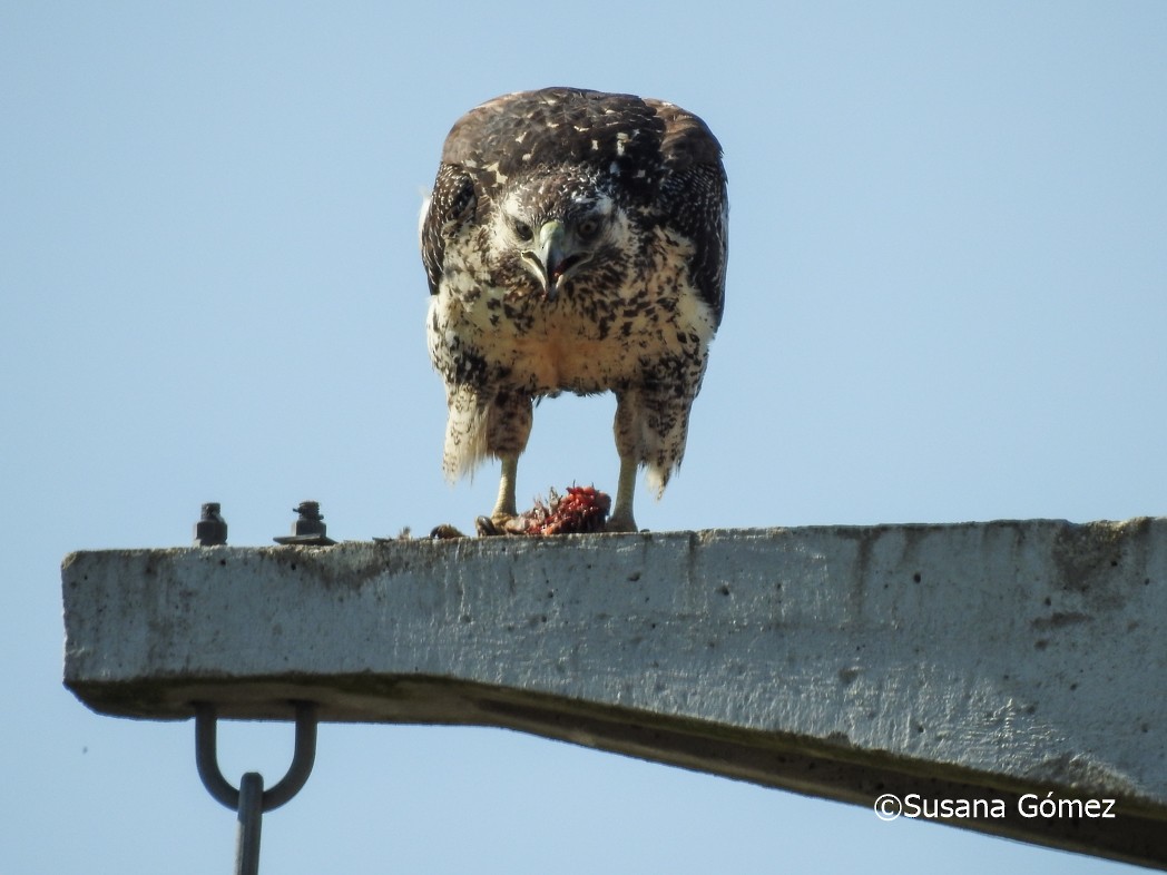 Black-chested Buzzard-Eagle - ML484045801