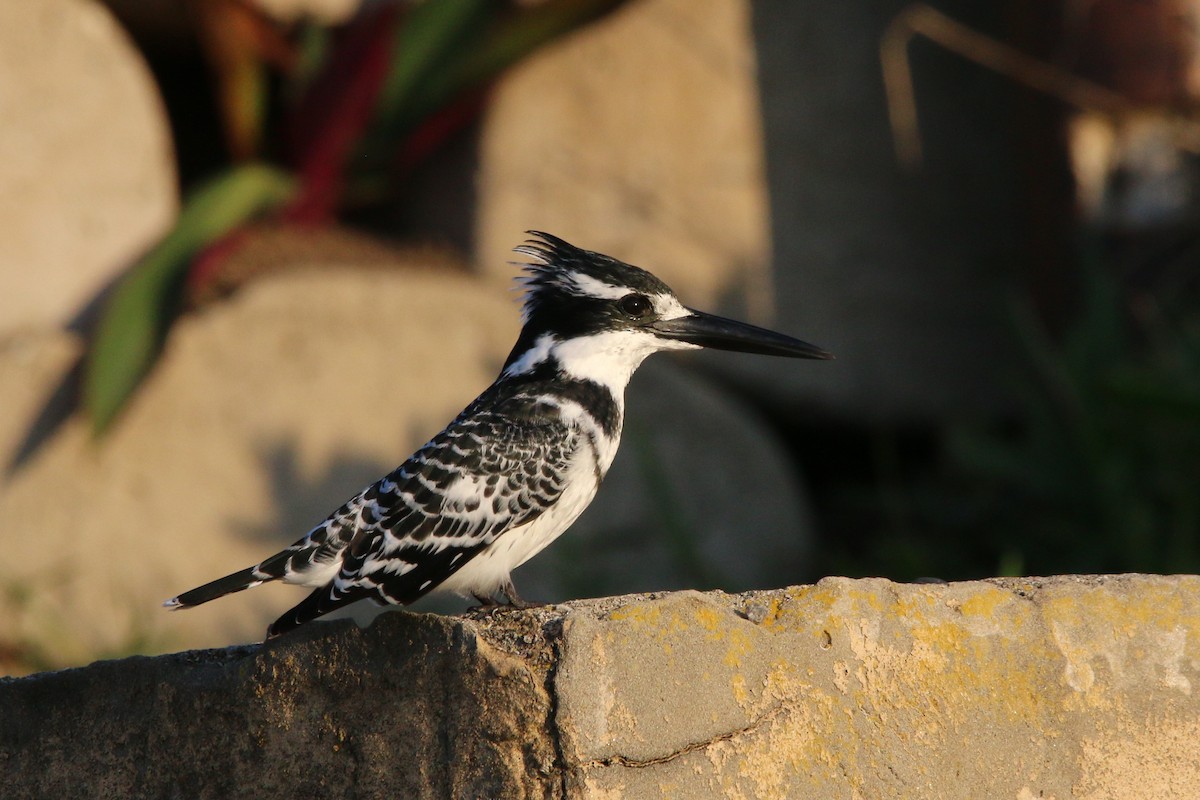 Pied Kingfisher - ML484045821