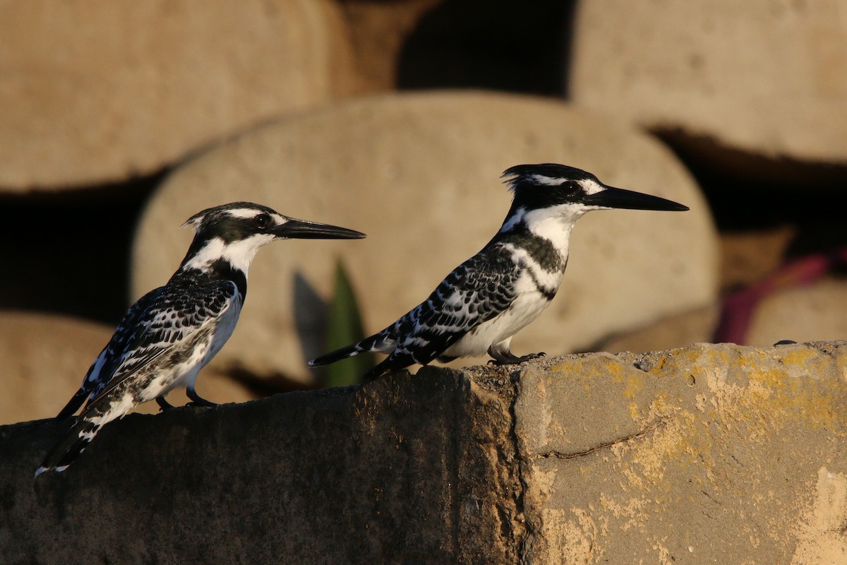 Pied Kingfisher - ML484045841