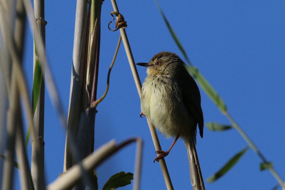 Drakensberg Prinia - ML484045891